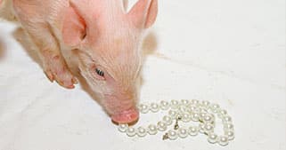 A piglet sniffs a string of white pearls on a white surface.